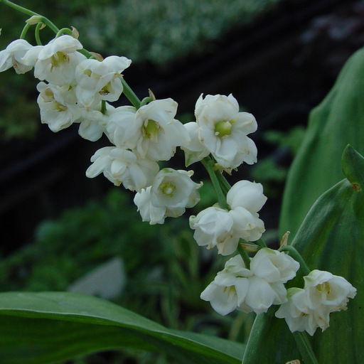 Convallaria majalis fl. pl.